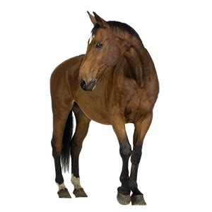 Horse png image