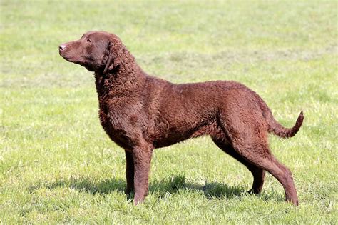 Chesapeake Bay Retriever Dog Breed » Everything About Chesapeake Bay ...