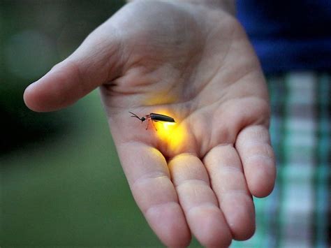 Lightning bug in hand can provide a special illumination for night ...