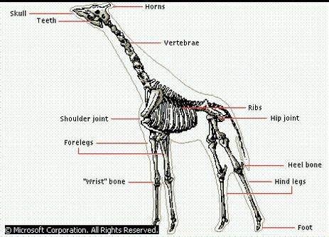 Giraffe Heart Anatomy