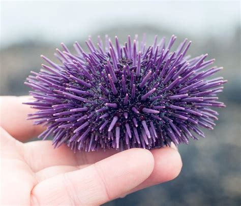 Purple Sea Urchin | California Sea Grant