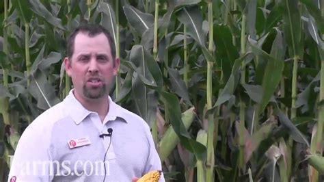 Pride Seeds A5433G3 Corn Hybrid - YouTube