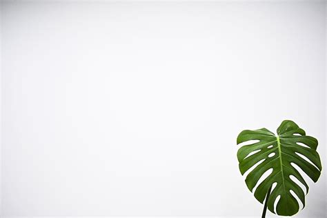 3840x2160px | free download | HD wallpaper: green leaf with white background, plant, fern, flora ...