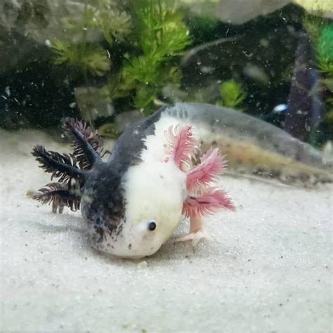 I found an axolotl that’s looks like Ranboo it’s just as cute as him🥺 : r/Ranboo