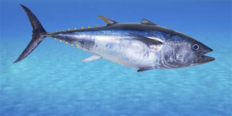 Making Sure Tuna Is Dolphin Safe | HuffPost