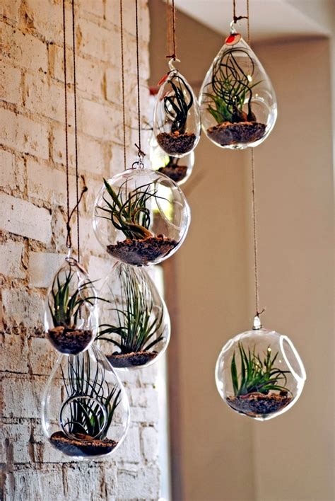 Rootless air plants in a terrarium - Tillandsia properly maintain – Ofdesign