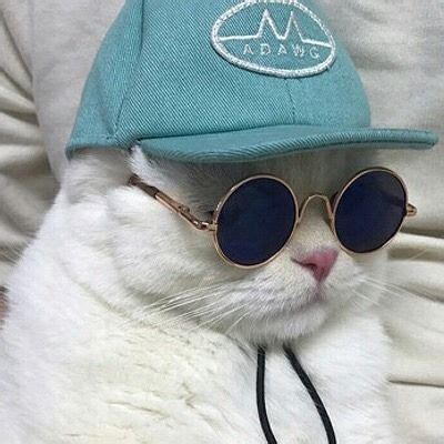 cat with sunglasses meme - Nicol Harman