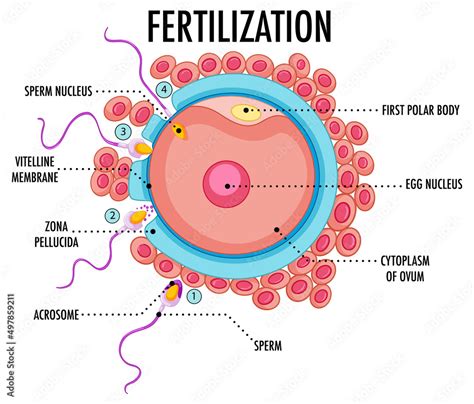 Diagram showing fertilization in human Stock Vector | Adobe Stock