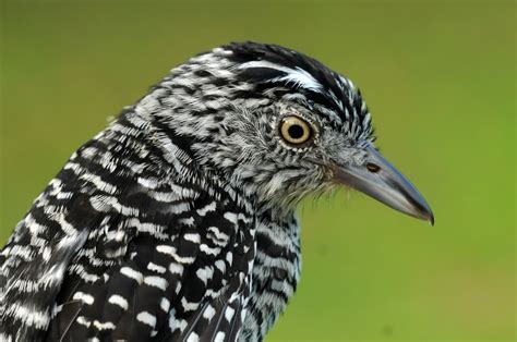 Nicoya Peninsula Avian Research Station