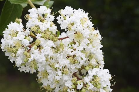 Natchez Crape Myrtle for Sale - Buying & Growing Guide - Trees.com