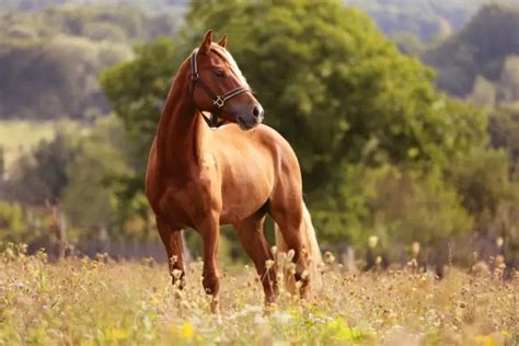 What Is The Dosage Of Previcox For Horses? • Support Wild