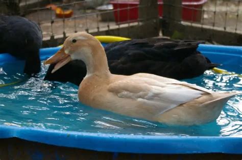 Saxony Duck - Perfect Breed for a Homesteader - (With Photos)