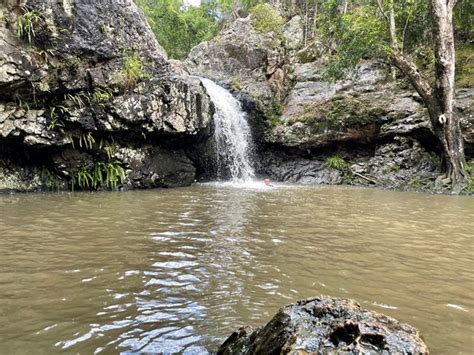 Kondalilla Falls Circuit - Aussie Bushwalking