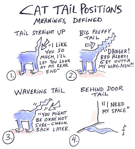 Cat Tail Positions Drawing by Molly Brandenburg