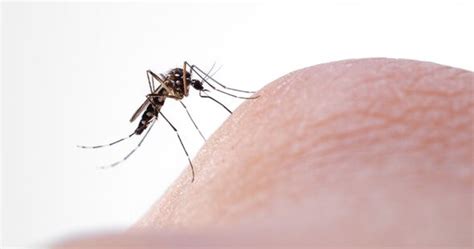 Deadly mosquitos spreading exotic diseases could be in the UK by 2040 ...