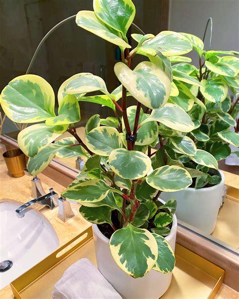 Baby Rubber Plant: 7 Top Care Tips For Peperomia Obtusifolia