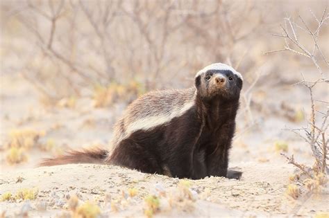 12 Nocturnal Animals to Look For on an African Safari