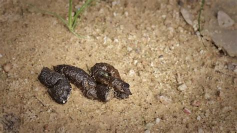 What Does Mountain Lion Scat Look Like? Mountain Lion Poop Identification & Pictures