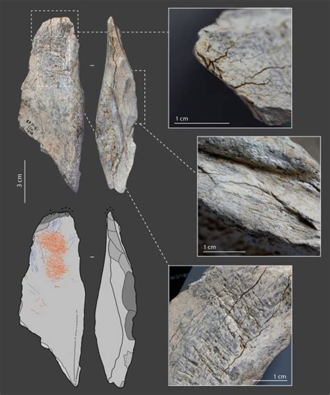 Little Known Neanderthal Technology Examined – Turning Bones Into Tools ...