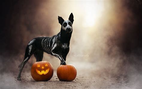 Halloween Dog Wallpapers - Wallpaper Cave