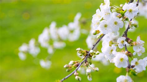 Blossom Branch Spring White Flower In Blur Green Background 4K HD ...