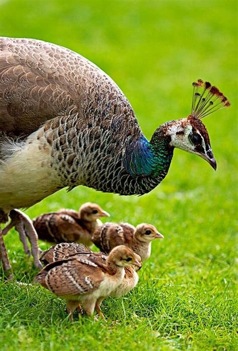 Raising Peafowl — Indiana State Poultry Association