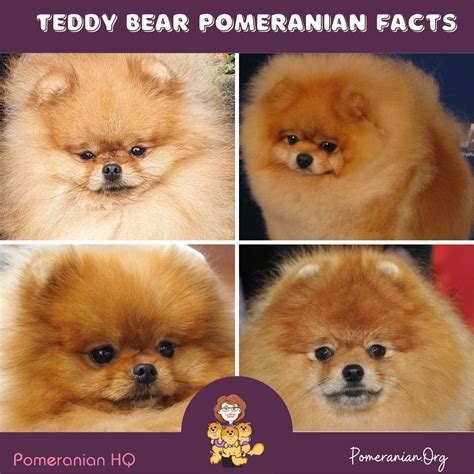 Teddy Bear Pomeranian Versus a Pomeranian Dog