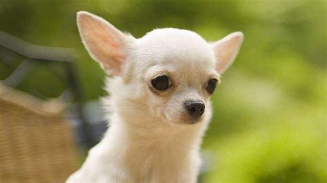 Chihuahua Puppies For Sale In Jaipur | Long Hair Chihuahua Puppy Price ...