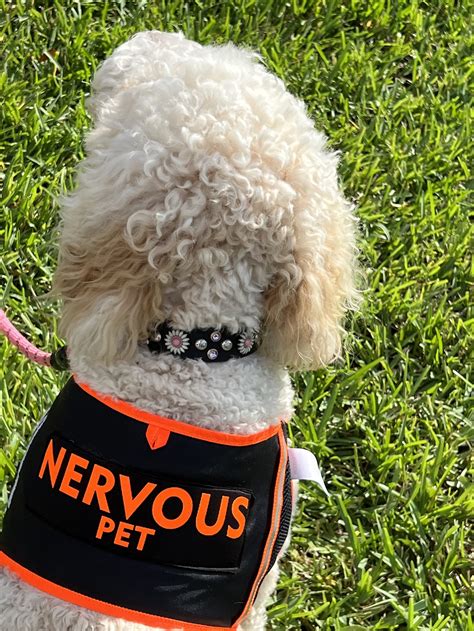 NERVOUS Dog Vest Dog Alert Vest Nervous Dog Harness Dog - Etsy