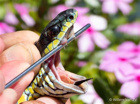 A common myth about Boomslang (Dispholidus typus) is that, because they ...