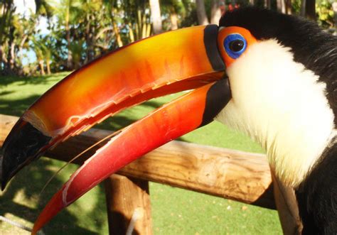 The Toucan Tongue | Adventures in Toucanland