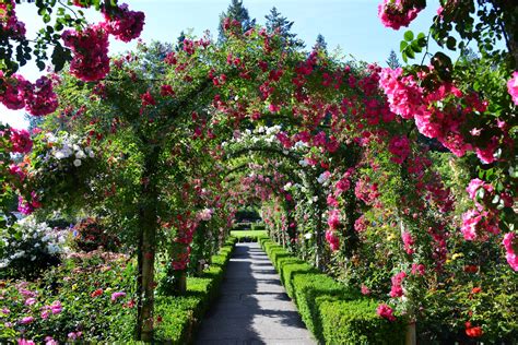 What's in Bloom Now? Garden Updates June 30 - July 14 - The Butchart ...