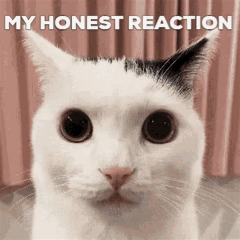 Skull My Honest Reaction Cat Gif1 GIF - Skull My Honest Reaction Cat Gif1 - Discover & Share GIFs