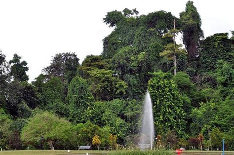 The area that is now Bogor Botanical Gardens was part of the man made forest that was ...