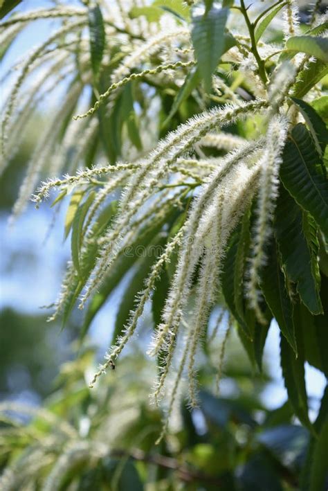 Japanese Chestnut Castanea Crenata Photos - Free & Royalty-Free Stock Photos from Dreamstime