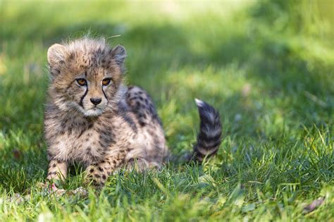 cubs, Cheetahs, Grass, Animals, Wallpapers Wallpapers HD / Desktop and ...