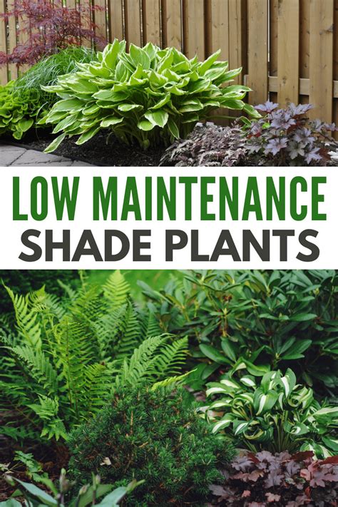 Must-have Low Maintenance Shade Plants