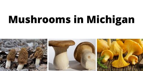 A Comprehensive List of Common Wild Mushrooms in Michigan