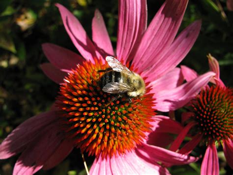 Pollinator Habitat Restoration - NH Audubon