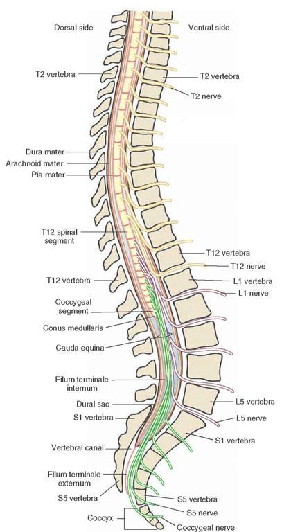 Spinal segments caudal to the cervical region. Note that the spinal nerves from thoracic (T ...