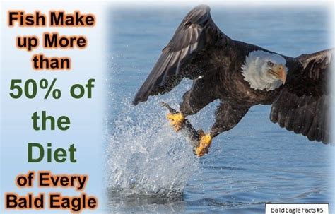 Bald Eagle Facts for Kids: 10 Interesting Facts about Bald Eagles ...