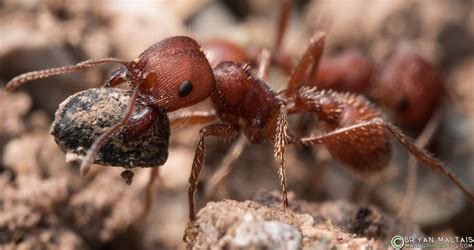 Red Harvester Ant Insect Macro Photos