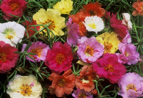 Growing Portulaca, the Moss Rose Flower