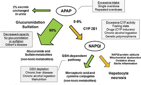 [PDF] Acetaminophen-related hepatotoxicity. | Semantic Scholar