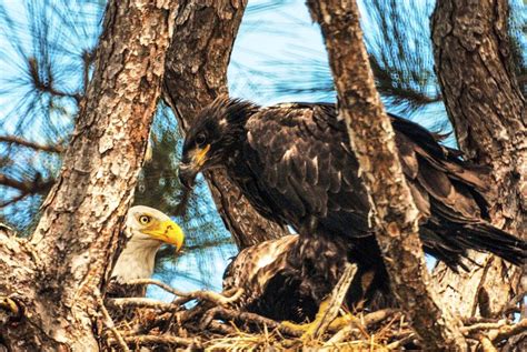 This fledgling eagle stares at his | Free Photo - rawpixel