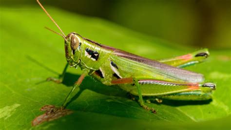 Grasshopper outbreak surfaces on weather radar