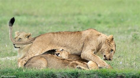 Sabi Sabi Game Reserve with Penny Robartes - ORYX Photo Tours