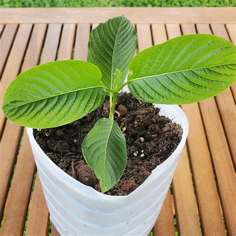 Buy Kratom Plant Online • Herb Stomp