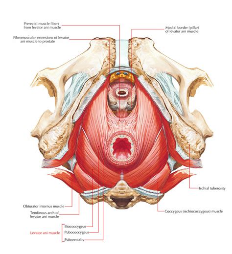 Understanding the Pelvic Floor Muscles and Pelvic Pain - Somatic ...