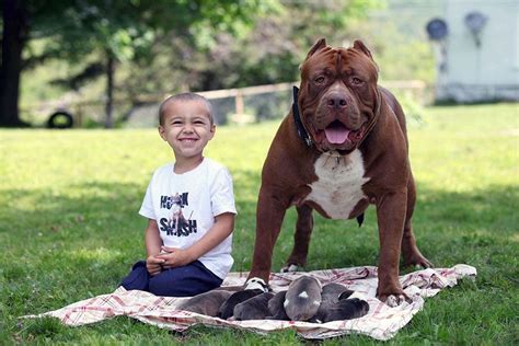 World’s Largest Pitbull “Hulk” Has 8 Puppies Worth Up To Half A Million Dollars | Pitbulls, Big ...